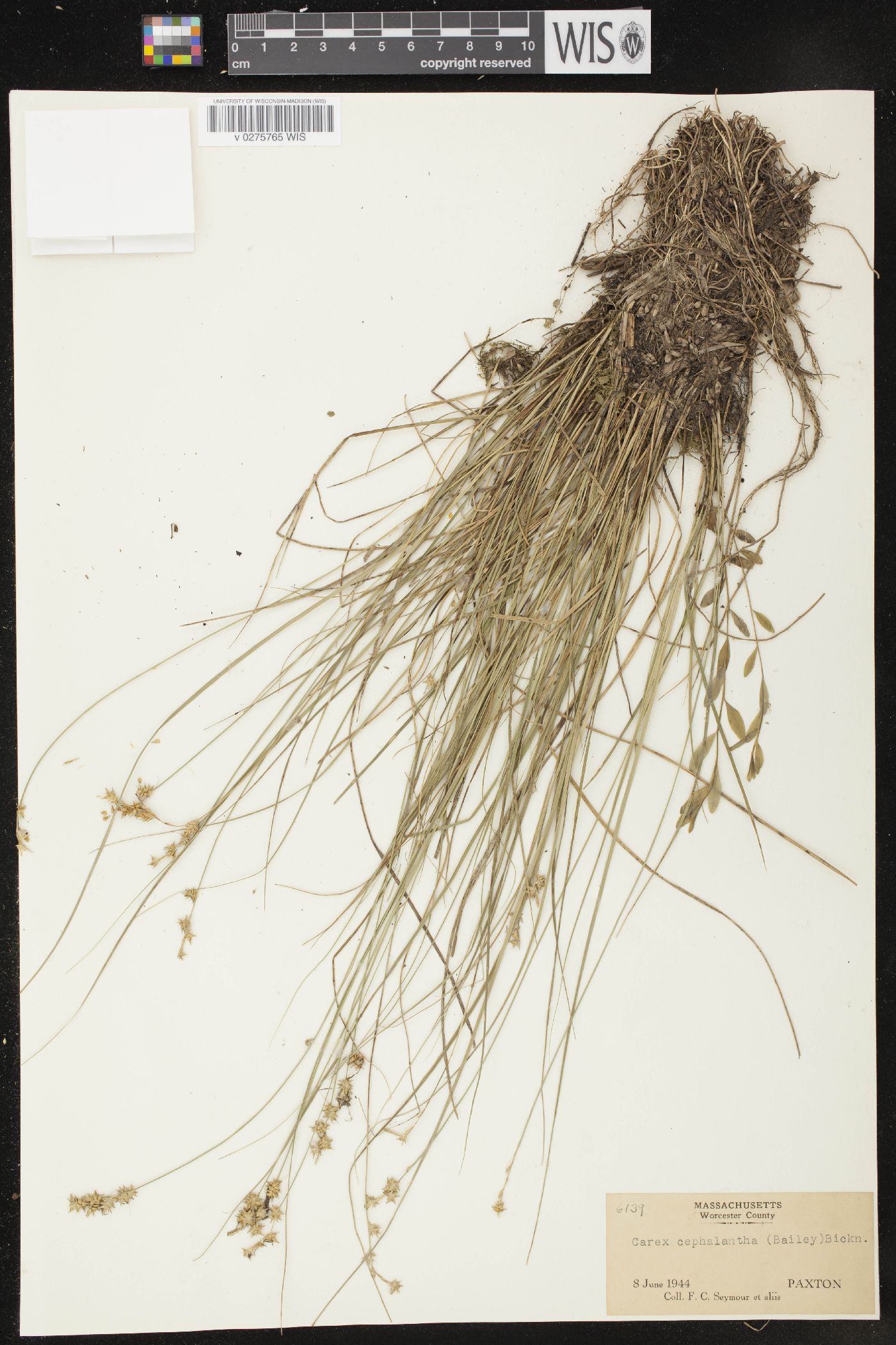 Carex cephalantha image