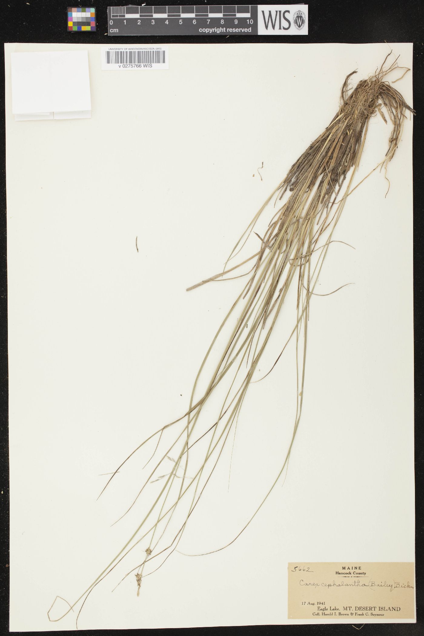 Carex cephalantha image