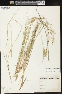 Carex echinata image