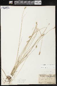 Carex echinata image