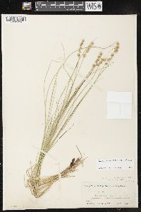 Carex echinata image