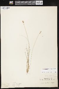 Carex echinata image