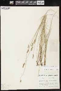 Carex echinata image