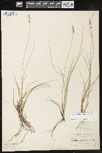 Carex echinata subsp. echinata image