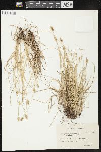 Carex leavenworthii image