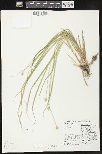 Carex leavenworthii image