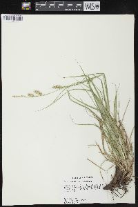 Carex cherokeensis image