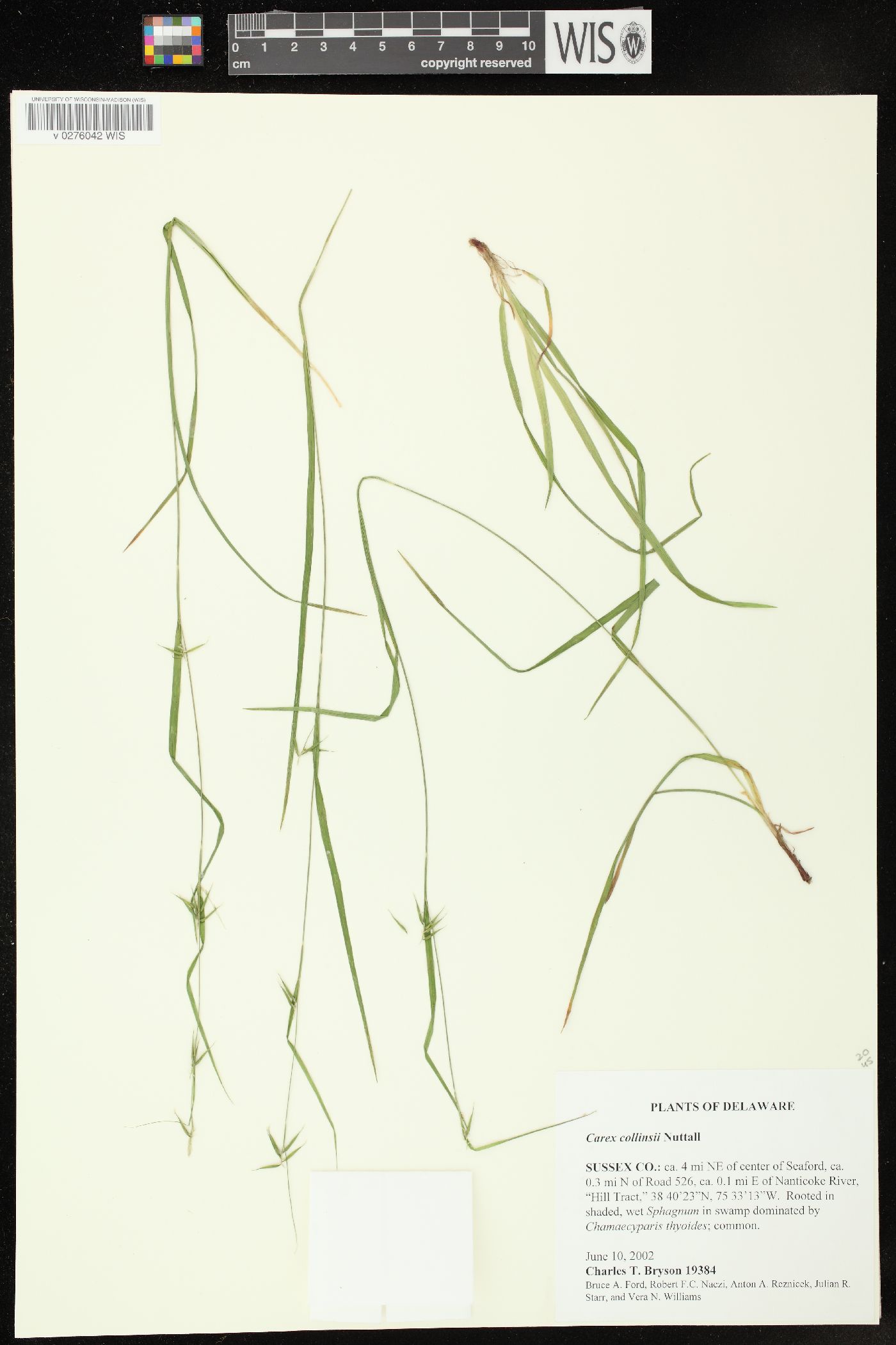 Carex collinsii image