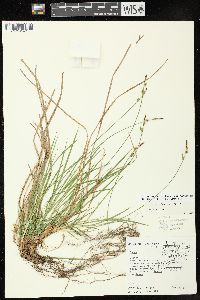 Carex communis var. communis image