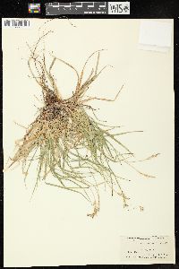 Carex communis image