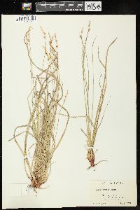 Carex communis image