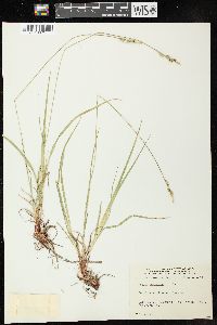 Carex communis image