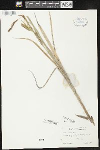 Carex comosa image