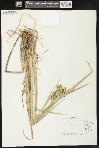 Carex comosa image