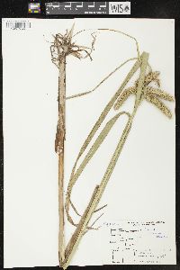 Carex comosa image