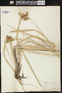 Carex comosa image