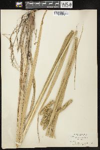 Carex comosa image