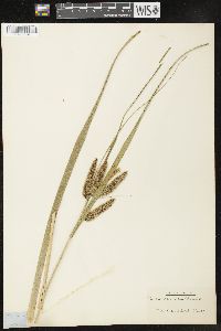 Carex comosa image