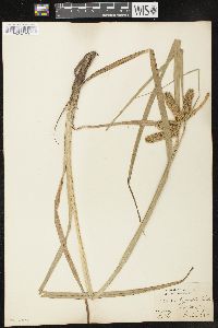 Carex comosa image