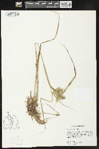 Carex comosa image