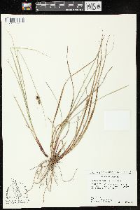 Carex complanata image