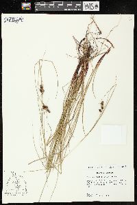 Carex complanata image