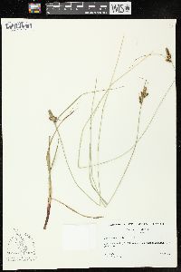 Carex complanata image