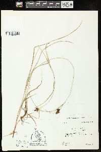 Carex complanata image