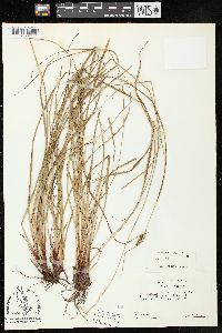 Carex complanata image