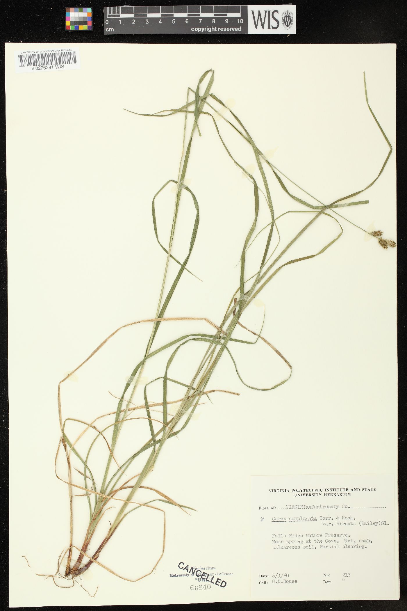 Carex complanata var. hirsuta image