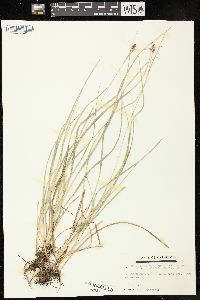 Carex complanata var. hirsuta image