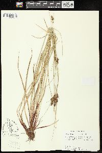 Carex complanata image