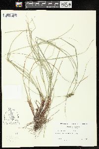 Carex complanata image