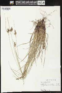 Carex complanata image