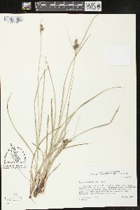 Carex complanata image