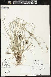 Carex complanata image