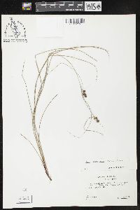 Carex complanata image