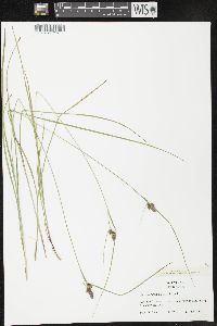 Carex complanata image