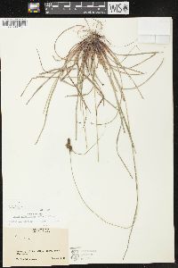 Carex complanata image