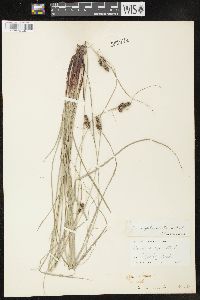 Carex complanata image