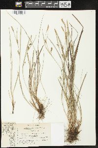 Carex conoidea image