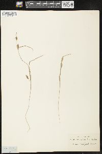 Carex conoidea image