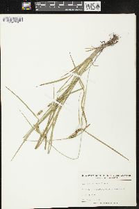 Carex conoidea image