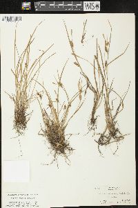 Carex conoidea image