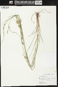 Carex corrugata image