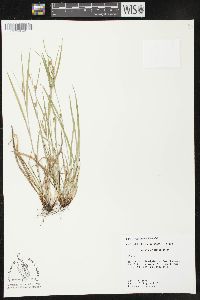 Carex corrugata image