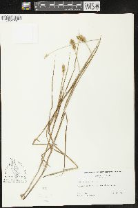 Carex crawfordii image