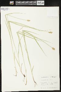 Carex crawfordii image