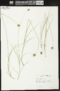 Carex crawfordii image