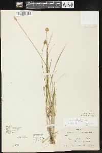 Carex crawfordii image